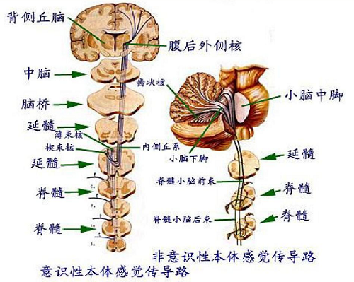 傳導(dǎo)通路