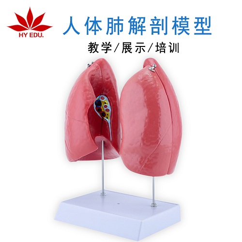 自然大肺解剖 醫(yī)學(xué)人體肺段肺解剖模型